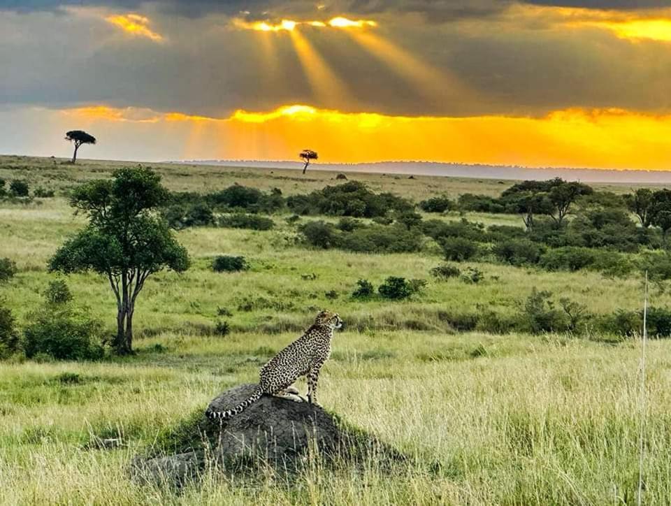 Leruk Maasai Mara Camp Hotel Sekenani Exterior photo